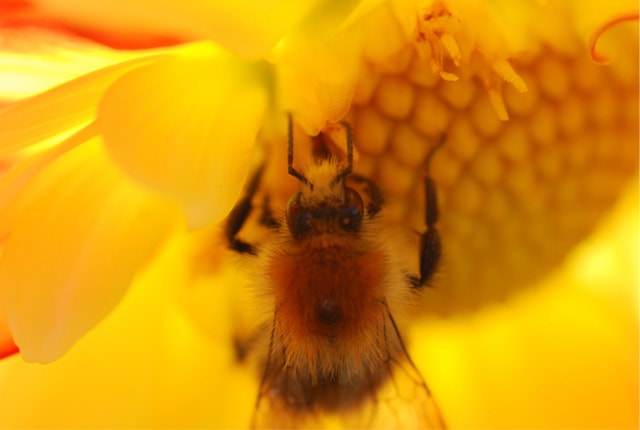 Makro: Biene in gelbem Blütenkelch